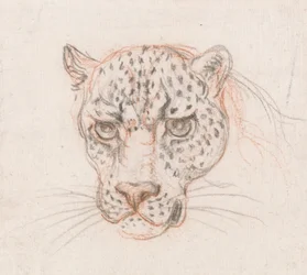 Head of a Leopard